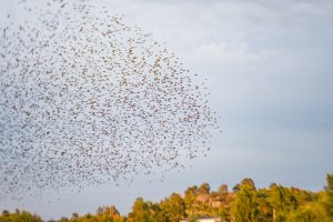 Black sun starlings