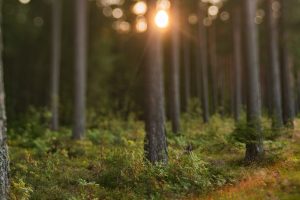 Pine wood