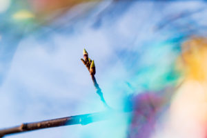 Lensbaby Omni on Velvet 56
