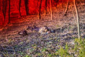 Flat out in the field of hepaticas