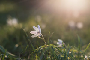 Wood anemones with Velvet 56