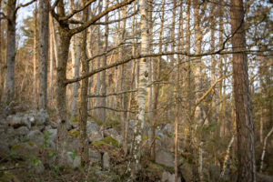 Lensbaby Burnside 35