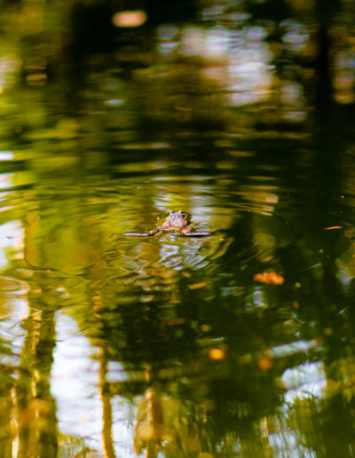 Toad pond, Velvet 56