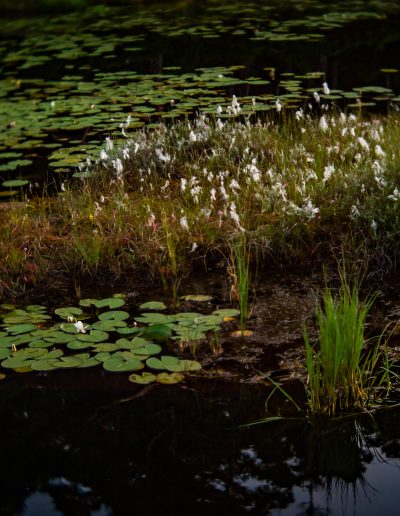 Cotton grass and waterlilies